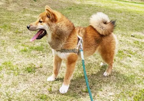 Chó Vẫy Đuôi Sang Trái: Ý Nghĩa, Nguyên Nhân & Cách Xử Lý Khi Chó Lo Lắng