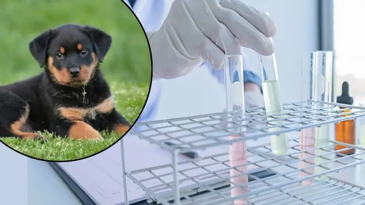 Xét Nghiệm Sán Chó Bao Nhiêu Tiền?