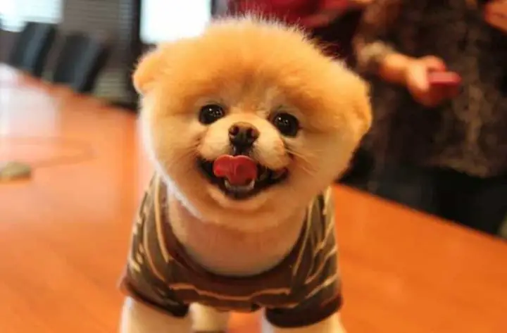 Những Chú Chó Boo Giá Bao Nhiêu Tại Việt Nam?