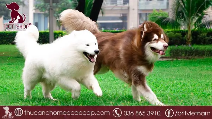 Chó Boo Mua Ở Đâu? Hướng Dẫn Chọn Mua Chó Boo Thuần Chủng Và Uy Tín