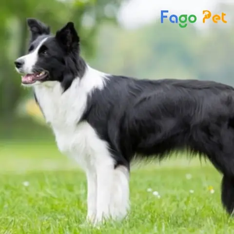 Bạn Nên Cho Chó Ăn Bao Lâu Một Lần