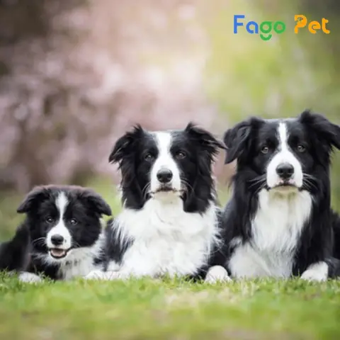 Lượng Calo Tiêu Chuẩn Cho Chó Border Collie