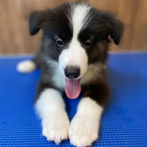 Chó Border Collie Lông Ngắn Thân Hình Mảnh Khảnh Nằm Thư Giãn Trên Nền Xanh Chó Border Collie Lông Ngắn Thân Hình Mảnh Khảnh Nằm Thư Giãn Trên Nền Xanh