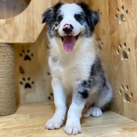 Đặc Tính Của Chó Border Collie Lông Ngắn Đặc Tính Của Chó Border Collie Lông Ngắn