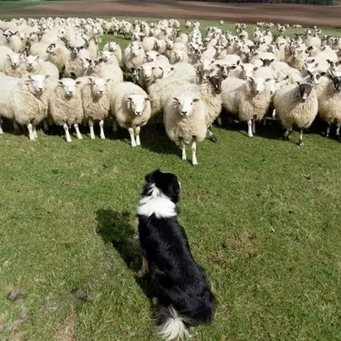 Nguồn Gốc Chó Border Collie Lông Ngắn Như Thế Nào? Nguồn Gốc Chó Border Collie Lông Ngắn Như Thế Nào?