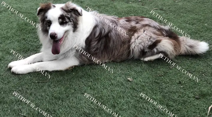 Ngoại Hình Ngoại Hình