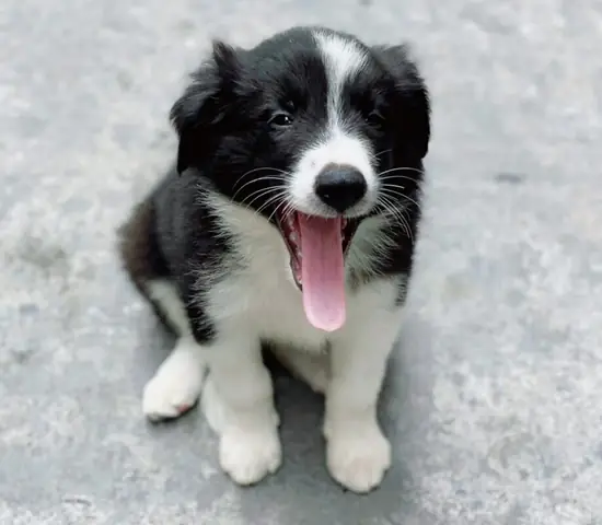 Các Yếu Tố Ảnh Hưởng Đến Giá Của Chó Border Collie: Các Yếu Tố Ảnh Hưởng Đến Giá Của Chó Border Collie: