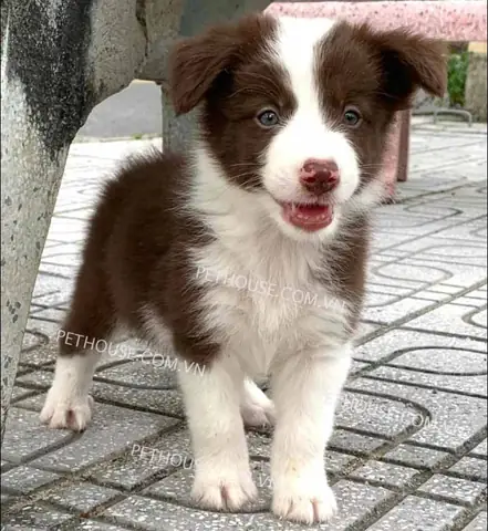 Giá Chó Border Collie Thuần Chủng (chó Con) Giá Chó Border Collie Thuần Chủng (chó Con)