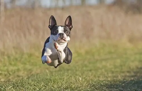 Các Yếu Tố Ảnh Hưởng Đến Giá Bán Boston Terrier
