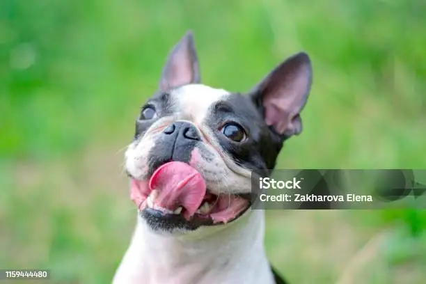 Chó Boston Terrier Và Bull Pháp: Khác Biệt Và Điểm Chung Là Gì? Chó Boston Terrier Và Bull Pháp: Khác Biệt Và Điểm Chung Là Gì?