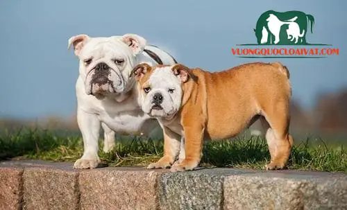 Đặc Điểm Ngoại Hình Chó Bull Anh