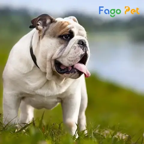 Tại Sao Giá Chó Bull Lại Đắt Hơn Các Giống Chó Khác