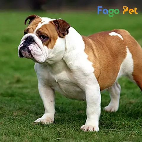 Giá Chó Bulldog Mặt Xệ Nhập Từ Châu Âu