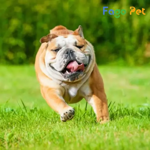 Điểm Bán Chó Bull Thuần Chủng Đẹp Giá Tốt Uy Tín Điểm Bán Chó Bull Thuần Chủng Đẹp Giá Tốt Uy Tín