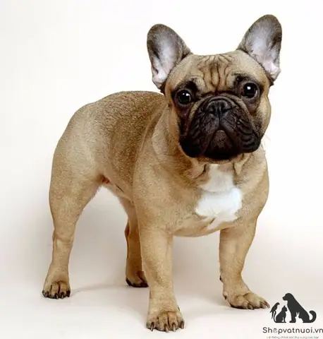 Khám Phá Chó Bull Pháp: Đặc Điểm, Lịch Sử Và Chăm Sóc Đúng Cách Khám Phá Chó Bull Pháp: Đặc Điểm, Lịch Sử Và Chăm Sóc Đúng Cách