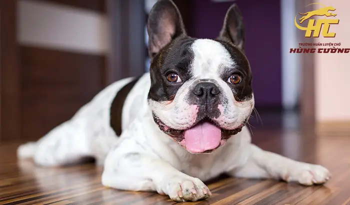 Khám Phá Chó Bull Pháp: Đặc Điểm, Lịch Sử Và Chăm Sóc Đúng Cách Khám Phá Chó Bull Pháp: Đặc Điểm, Lịch Sử Và Chăm Sóc Đúng Cách