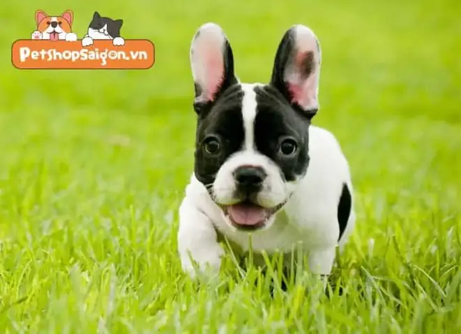 Chó Bull Pháp Có Đuôi Hay Không?