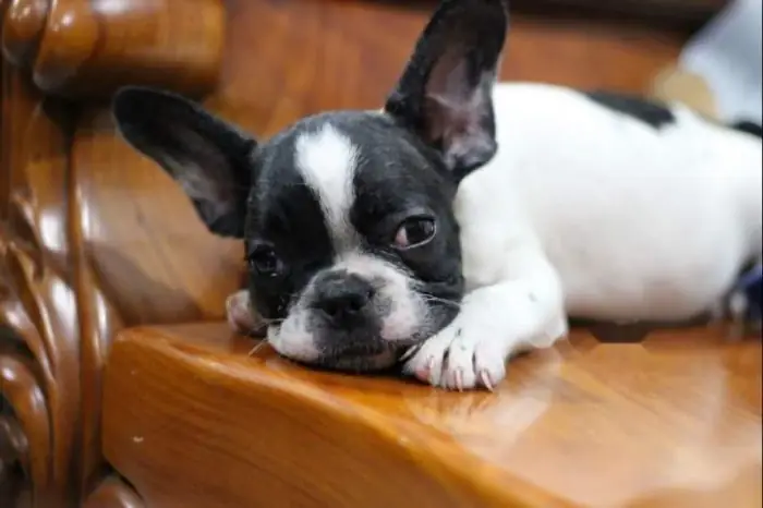 Chó Bull Pháp Bò Sữa