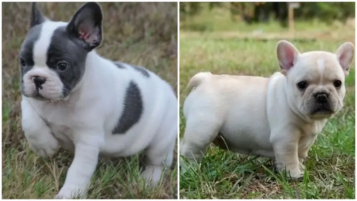 Chó Bull Pháp Nặng Bao Nhiêu: Bảng Cân Nặng Chuẩn Theo Độ Tuổi & Giới Tính Chó Bull Pháp Nặng Bao Nhiêu: Bảng Cân Nặng Chuẩn Theo Độ Tuổi & Giới Tính