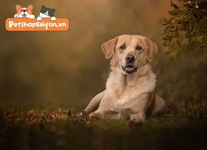 Cân Nặng Tối Ưu Cho Chó Labrador Con Cân Nặng Tối Ưu Cho Chó Labrador Con