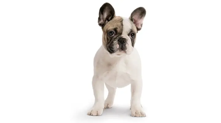 Chó Bull Pháp - Người Bạn Trung Thành Chó Bull Pháp - Người Bạn Trung Thành