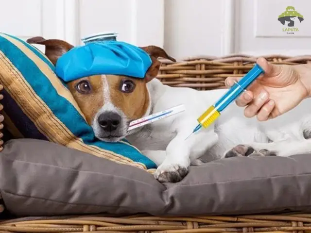 Chăm Sóc Chó Bị Khò Khè, Thở Gấp