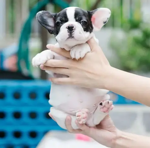 Lưu Ý Khi Chọn Mua Bull Pháp