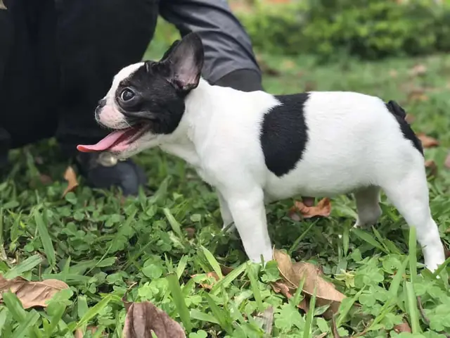 Lý Do Nên Nuôi Chó Bull Pháp