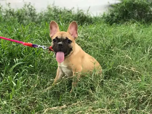 Lưu Ý Khi Nuôi Dạy