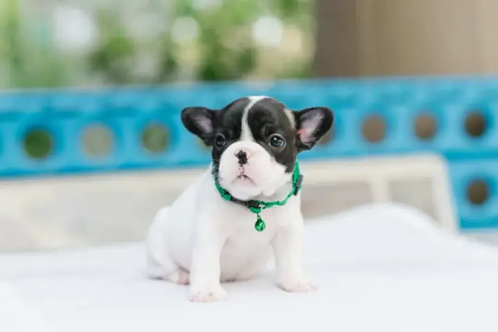 Lý Do Nên Nuôi Chó Bull Pháp