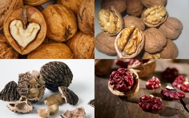 Phân Biệt Đặc Điểm Các Loại Hạt Óc Chó Phân Biệt Đặc Điểm Các Loại Hạt Óc Chó