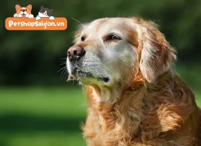 Có Nên Thụ Tinh Nhân Tạo Cho Chó Cái Không?