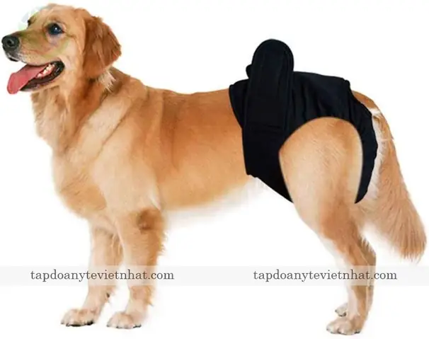 Những Lưu Ý Trước Khi Triệt Sản Chó Cái