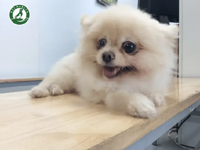 Quá Trình Và Chăm Sóc Chó Cái Sau Khi Triệt Sản Quá Trình Và Chăm Sóc Chó Cái Sau Khi Triệt Sản