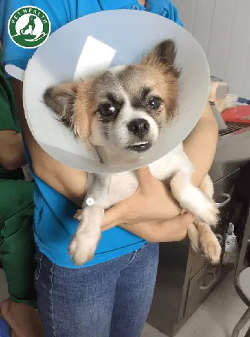 Từ Khi Y Học Thú Y Phát Triển Với Rất Nhiều Loại Thuốc Cho Động Vật Và Nhiều Công Cụ Hữu Ích, Việc Triệt Sản Cho Chó Cái Đã Trở Thành Một Phẫu Thuật Nhanh Gọn Và Mang Lại Nhiều Lợi Ích Cho Cả Chủ Nuôi Lẫn Cô Chó Cái. Chúng Tôi Biết Rằng Nhiều Chủ Sở Hữu Có Thể Vẫn Còn Lo Lắng Khi Đưa Thú Cưng Về Nhà Sau Khi Làm Thủ Thuật Gây Mê Và Phẫu Thuật. Nhưng Xin Hãy Đừng Lo, Chúng Tôi Luôn Sẵn Sàng Để Hỗ Trợ Và Tư Vấn Bạn Từ Xa Khi Bạn Cầnchăm Sóc Chó Cáisau Khi Triệt Sản. Từ Khi Y Học Thú Y Phát Triển Với Rất Nhiều Loại Thuốc Cho Động Vật Và Nhiều Công Cụ Hữu Ích, Việc Triệt Sản Cho Chó Cái Đã Trở Thành Một Phẫu Thuật Nhanh Gọn Và Mang Lại Nhiều Lợi Ích Cho Cả Chủ Nuôi Lẫn Cô Chó Cái. Chúng Tôi Biết Rằng Nhiều Chủ Sở Hữu Có Thể Vẫn Còn Lo Lắng Khi Đưa Thú Cưng Về Nhà Sau Khi Làm Thủ Thuật Gây Mê Và Phẫu Thuật. Nhưng Xin Hãy Đừng Lo, Chúng Tôi Luôn Sẵn Sàng Để Hỗ Trợ Và Tư Vấn Bạn Từ Xa Khi Bạn Cầnchăm Sóc Chó Cáisau Khi Triệt Sản.