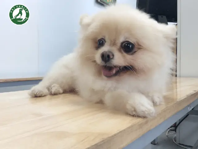 Từ Khi Y Học Thú Y Phát Triển Với Rất Nhiều Loại Thuốc Cho Động Vật Và Nhiều Công Cụ Hữu Ích, Việc Triệt Sản Cho Chó Cái Đã Trở Thành Một Phẫu Thuật Nhanh Gọn Và Mang Lại Nhiều Lợi Ích Cho Cả Chủ Nuôi Lẫn Cô Chó Cái. Chúng Tôi Biết Rằng Nhiều Chủ Sở Hữu Có Thể Vẫn Còn Lo Lắng Khi Đưa Thú Cưng Về Nhà Sau Khi Làm Thủ Thuật Gây Mê Và Phẫu Thuật. Nhưng Xin Hãy Đừng Lo, Chúng Tôi Luôn Sẵn Sàng Để Hỗ Trợ Và Tư Vấn Bạn Từ Xa Khi Bạn Cầnchăm Sóc Chó Cáisau Khi Triệt Sản. Từ Khi Y Học Thú Y Phát Triển Với Rất Nhiều Loại Thuốc Cho Động Vật Và Nhiều Công Cụ Hữu Ích, Việc Triệt Sản Cho Chó Cái Đã Trở Thành Một Phẫu Thuật Nhanh Gọn Và Mang Lại Nhiều Lợi Ích Cho Cả Chủ Nuôi Lẫn Cô Chó Cái. Chúng Tôi Biết Rằng Nhiều Chủ Sở Hữu Có Thể Vẫn Còn Lo Lắng Khi Đưa Thú Cưng Về Nhà Sau Khi Làm Thủ Thuật Gây Mê Và Phẫu Thuật. Nhưng Xin Hãy Đừng Lo, Chúng Tôi Luôn Sẵn Sàng Để Hỗ Trợ Và Tư Vấn Bạn Từ Xa Khi Bạn Cầnchăm Sóc Chó Cáisau Khi Triệt Sản.