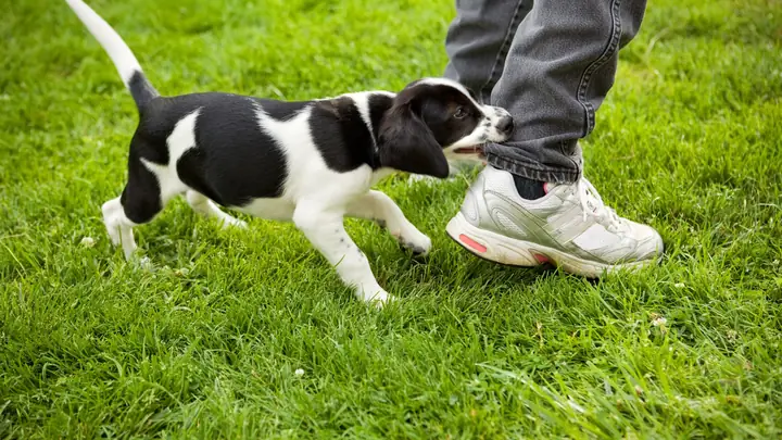 Mức Độ Tổn Thương Qua Vết Chó Cắn