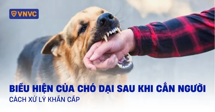 Biểu Hiện Của Chó Bị Dại Sau Khi Cắn Người Biểu Hiện Của Chó Bị Dại Sau Khi Cắn Người