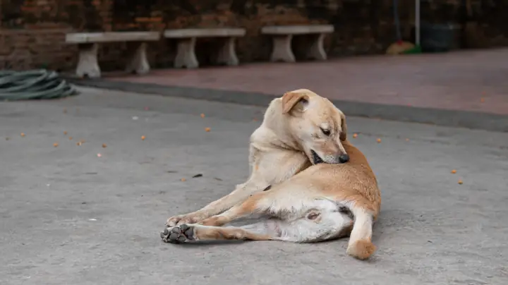Bị Chó Cào Nhưng Không Chảy Máu Có Nguy Hiểm Không? Bị Chó Cào Nhưng Không Chảy Máu Có Nguy Hiểm Không?