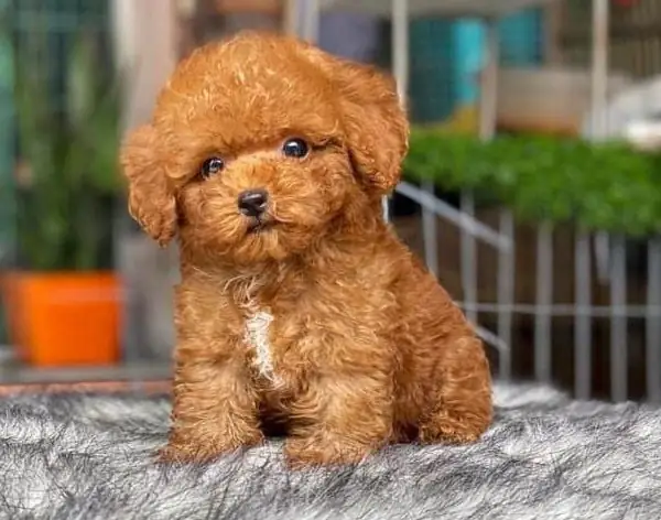 Tìm Kiếm Chó Cảnh Đẹp Và Thông Minh Trên Google? Tìm Kiếm Chó Cảnh Đẹp Và Thông Minh Trên Google?