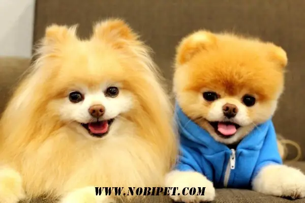 Tìm Kiếm Chó Cảnh Đẹp Và Thông Minh Trên Google? Tìm Kiếm Chó Cảnh Đẹp Và Thông Minh Trên Google?