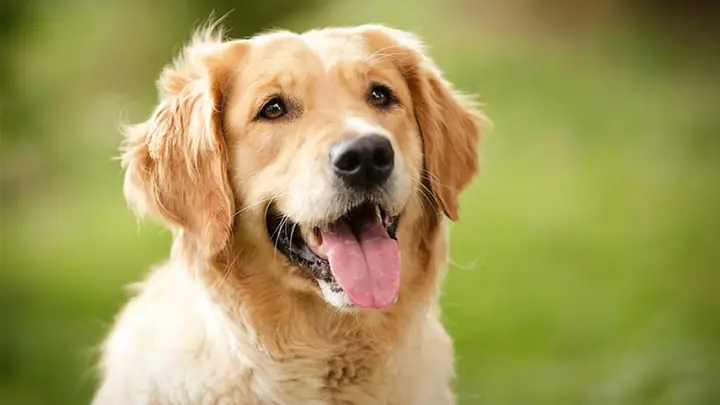 Tìm Kiếm Chó Cảnh Đẹp Và Thông Minh Trên Google? Tìm Kiếm Chó Cảnh Đẹp Và Thông Minh Trên Google?