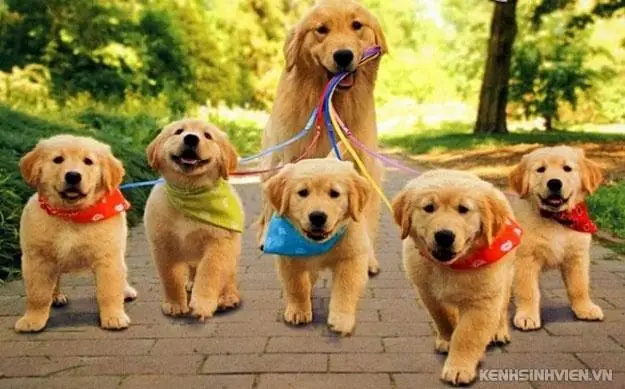 Tìm Kiếm Chó Cảnh Đẹp Và Thông Minh Trên Google? Tìm Kiếm Chó Cảnh Đẹp Và Thông Minh Trên Google?