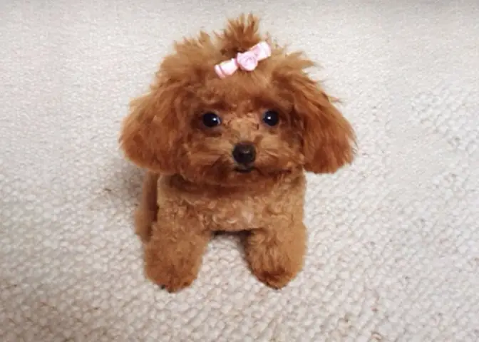 Tìm Kiếm Chó Cảnh Đẹp Và Thông Minh Trên Google? Tìm Kiếm Chó Cảnh Đẹp Và Thông Minh Trên Google?