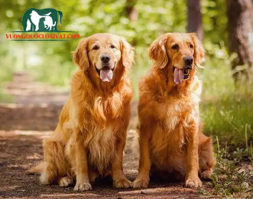 Tìm Kiếm Chó Cảnh Đẹp Và Thông Minh Trên Google? Tìm Kiếm Chó Cảnh Đẹp Và Thông Minh Trên Google?