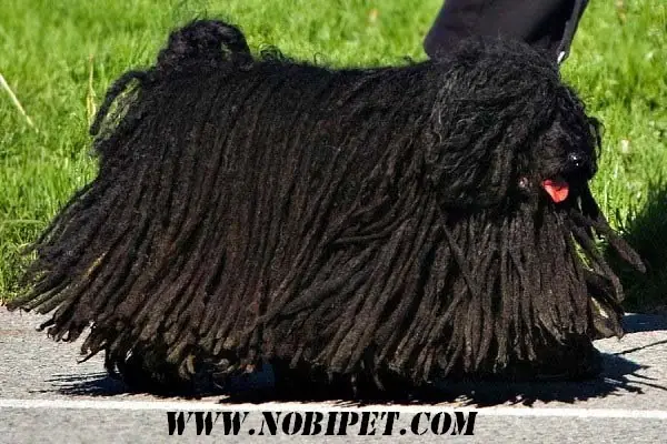 Tìm Kiếm Chó Cảnh Đẹp Và Thông Minh Trên Google? Tìm Kiếm Chó Cảnh Đẹp Và Thông Minh Trên Google?