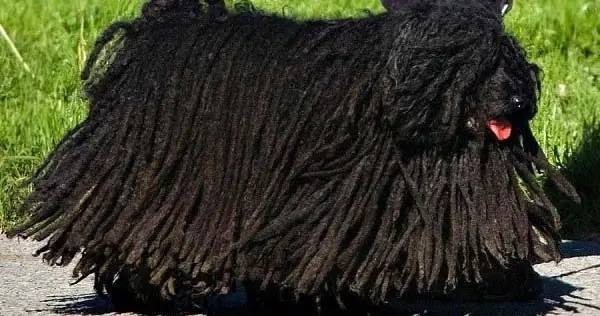 Tìm Kiếm Chó Cảnh Đẹp Và Thông Minh Trên Google? Tìm Kiếm Chó Cảnh Đẹp Và Thông Minh Trên Google?