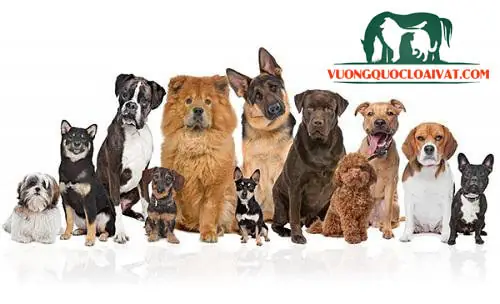 Tìm Kiếm Chó Cảnh Đẹp Và Thông Minh Trên Google?