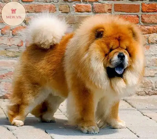 Tìm Kiếm Chó Cảnh Đẹp Và Thông Minh Trên Google?