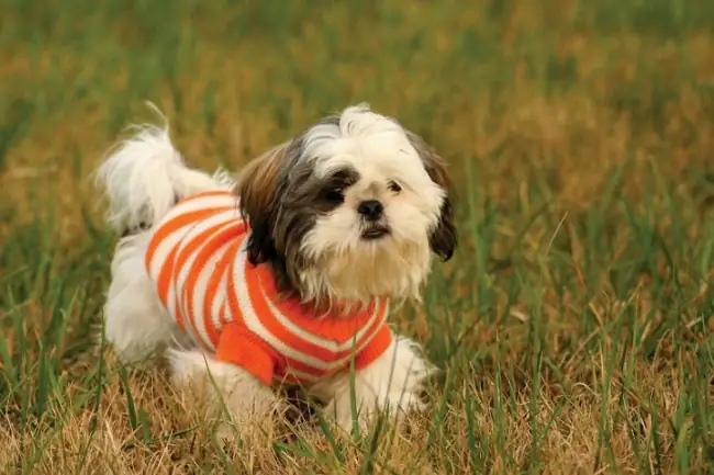 Chó Shih Tzu Lai Chó Shih Tzu Lai